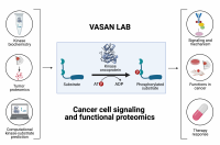 Graphic representing cancer cell signaling and functional proteomics